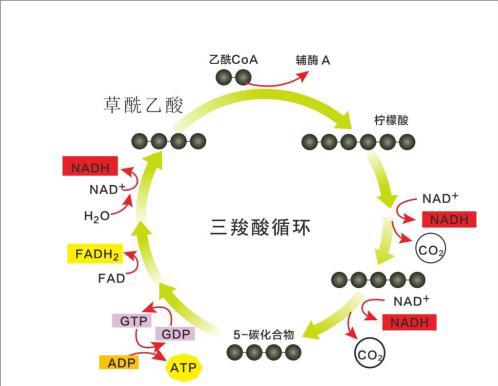 柠檬酸