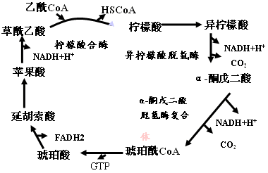 柠檬酸循环