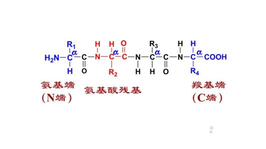 骨胶的物理性质和化学成分